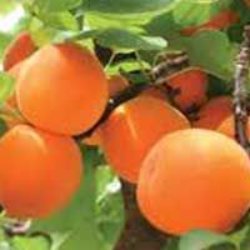 Apricot Trees