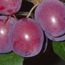 Plum Trees