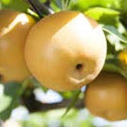 Pear Trees (Asian)