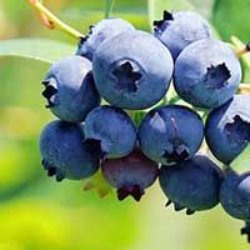 Blueberry Plants