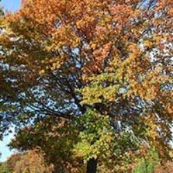 Oak Tree Varieties