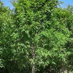 Elm Tree Varieties