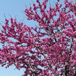 Redbud Tree Varieties