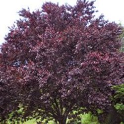 Various Shade & Ornamental Trees