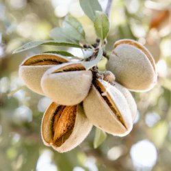 Almond Tree Varieties