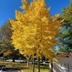 Ginkgo Tree Varieties