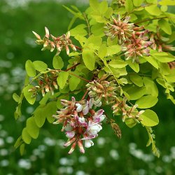 Locust Tree Varieties