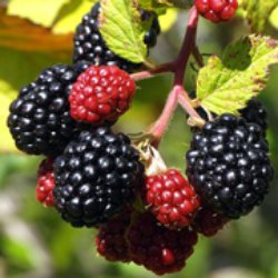 Blackberries