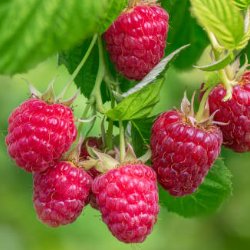 Raspberries