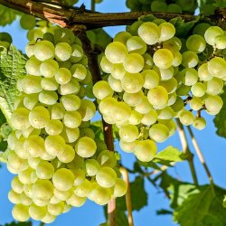 Grapes