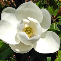 Magnolia Tree Varieties
