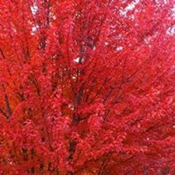 Maple Tree Varieties
