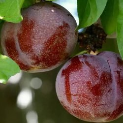 Pluots