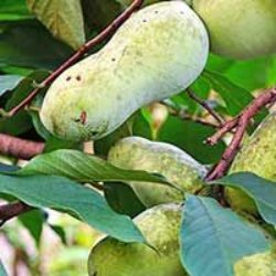 Paw Paw