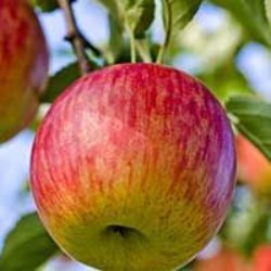 Apple Trees