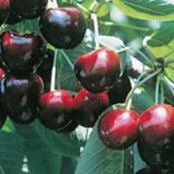 Cherry Trees (Sweet)