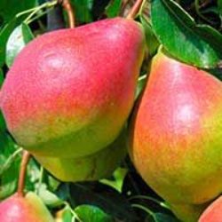 Pear Trees (European)